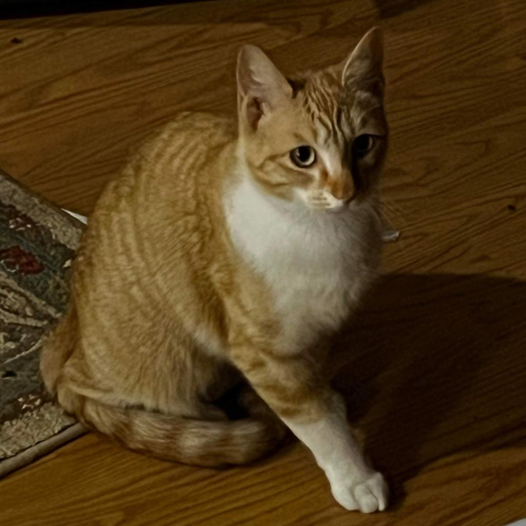 Michi