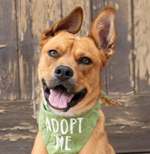 holly - adopt me!