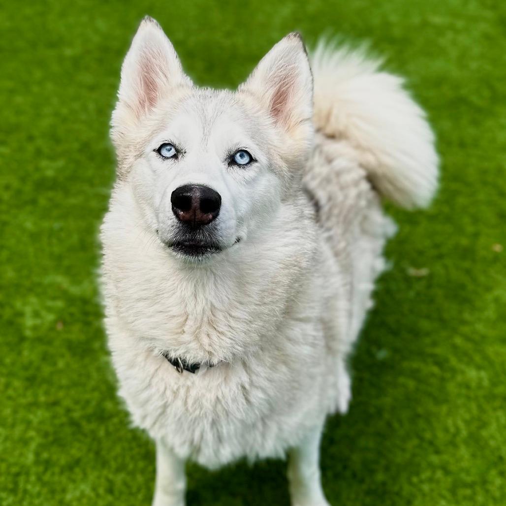 Coco