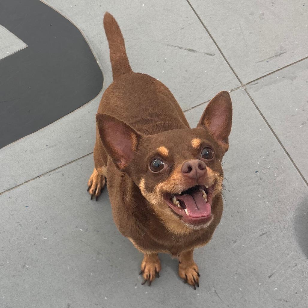 Dobbie