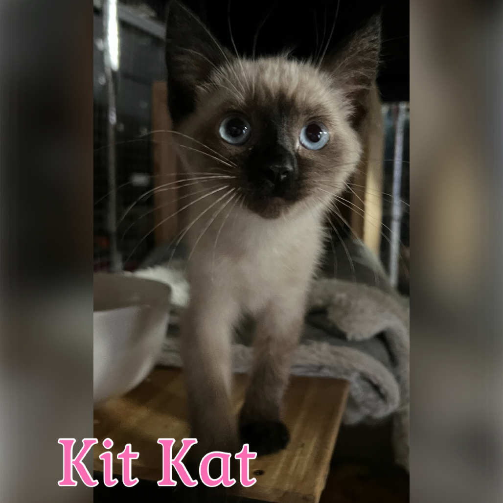 Kit Kat