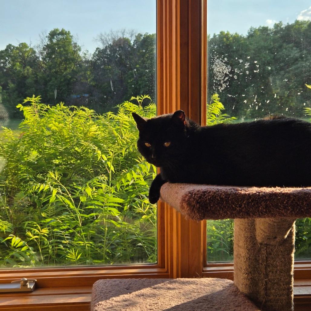 Coal FIV+