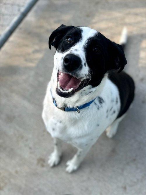 Adoptable Dogs & Puppies in Grand Rapids, MI