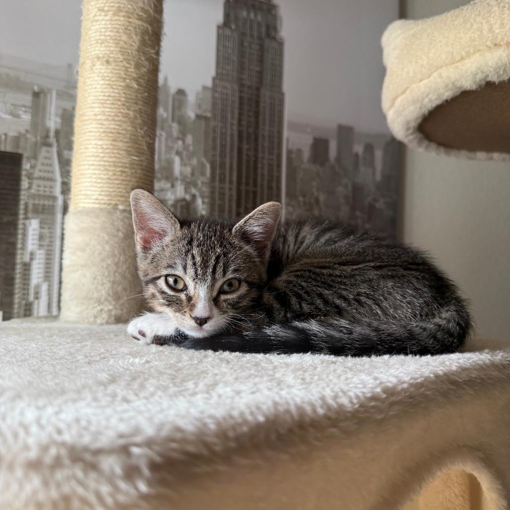 Tiny Boo