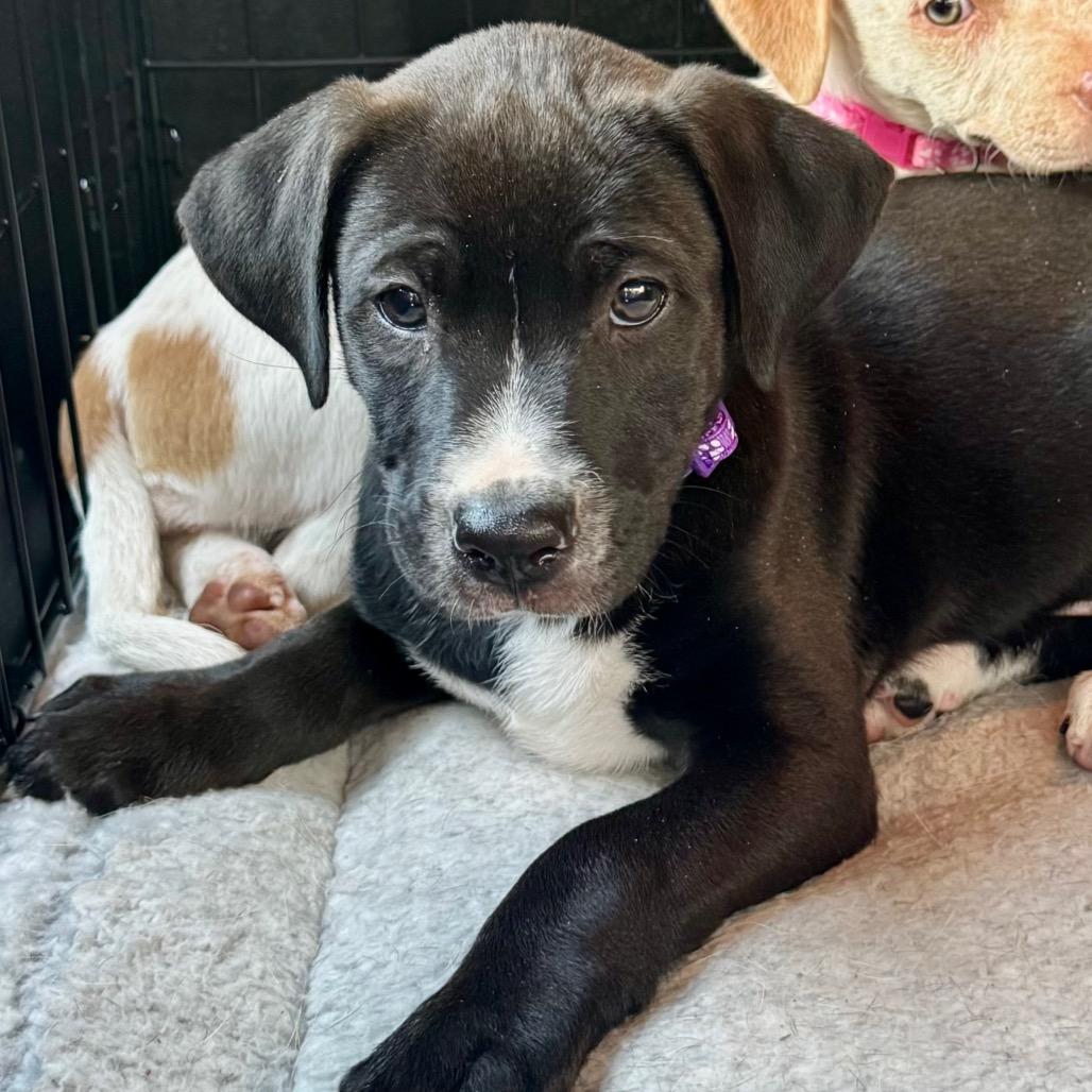 Axle Lola Pup
