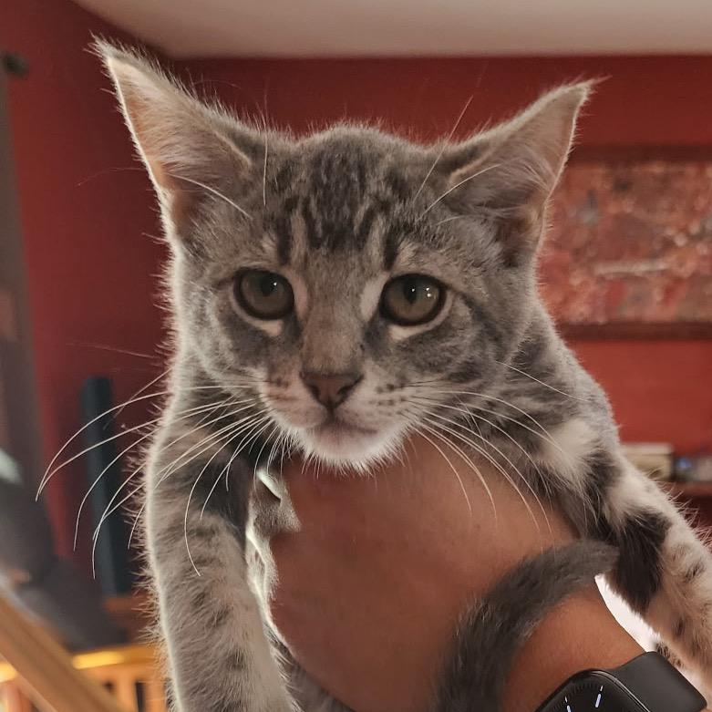 Leia (Home Adoption)