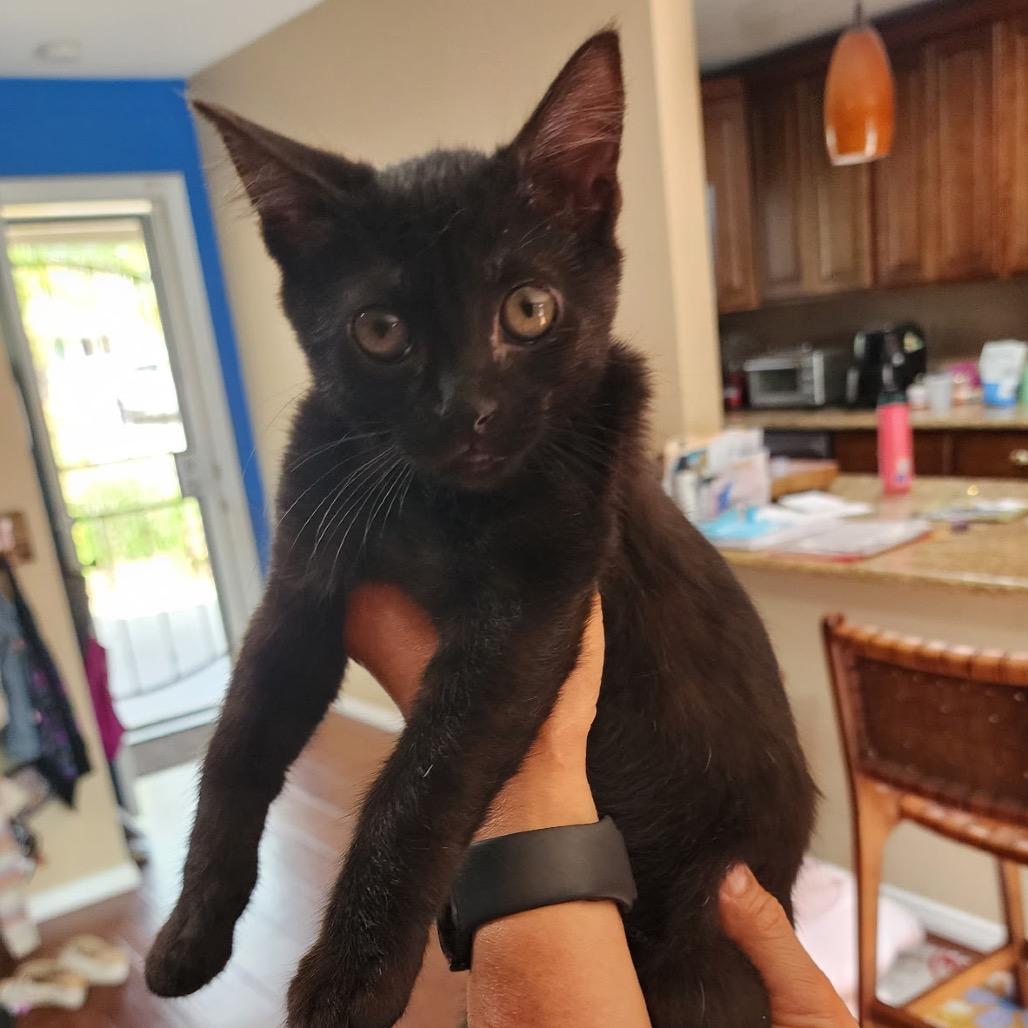 Luke (Home Adoption)