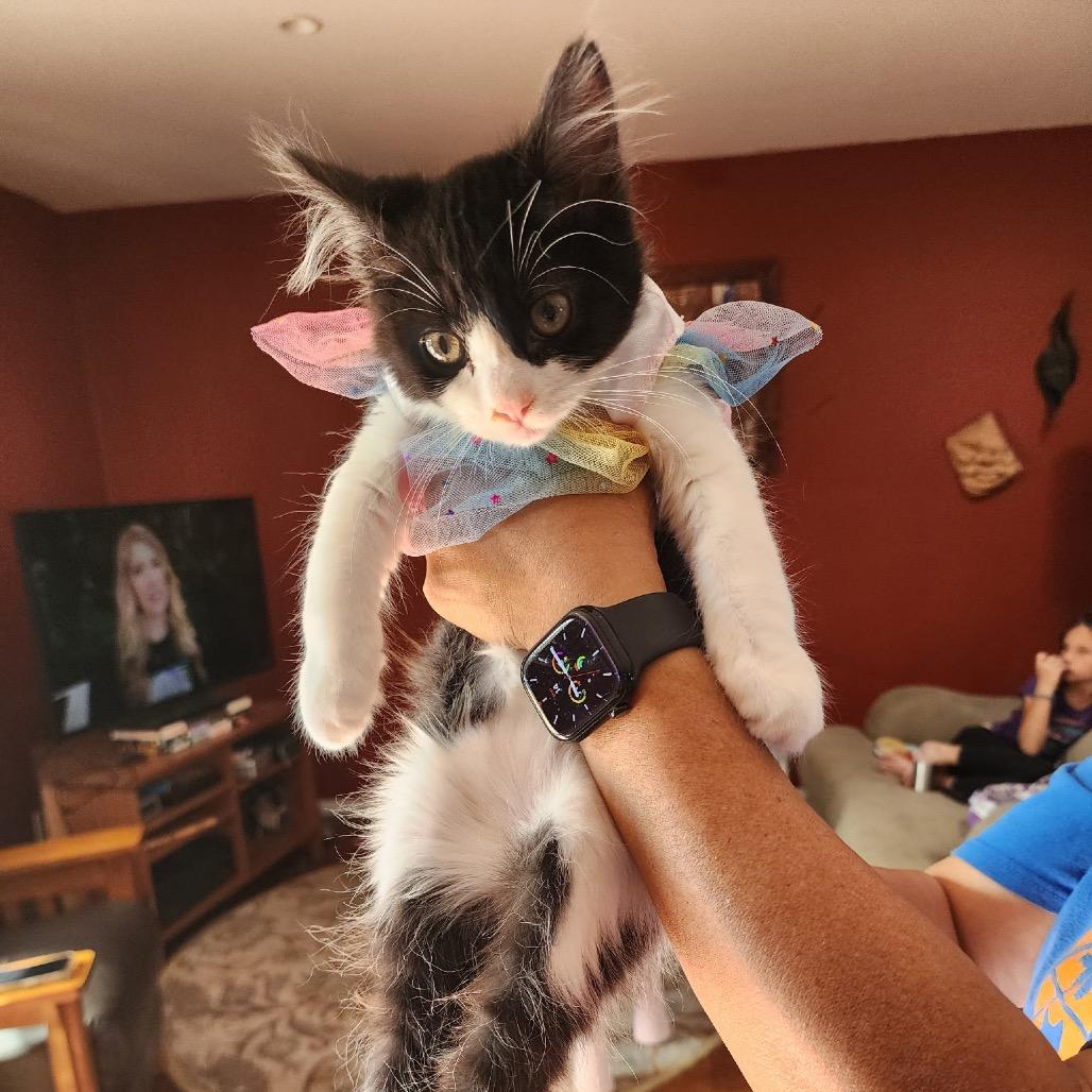 Endor (Home Adoption)