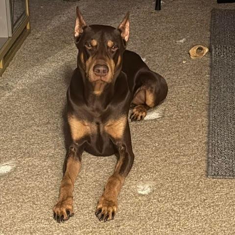 Odin