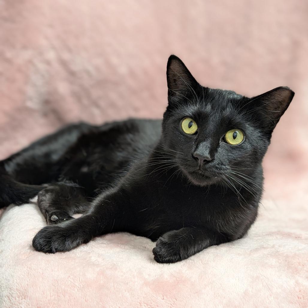 Black Velvet