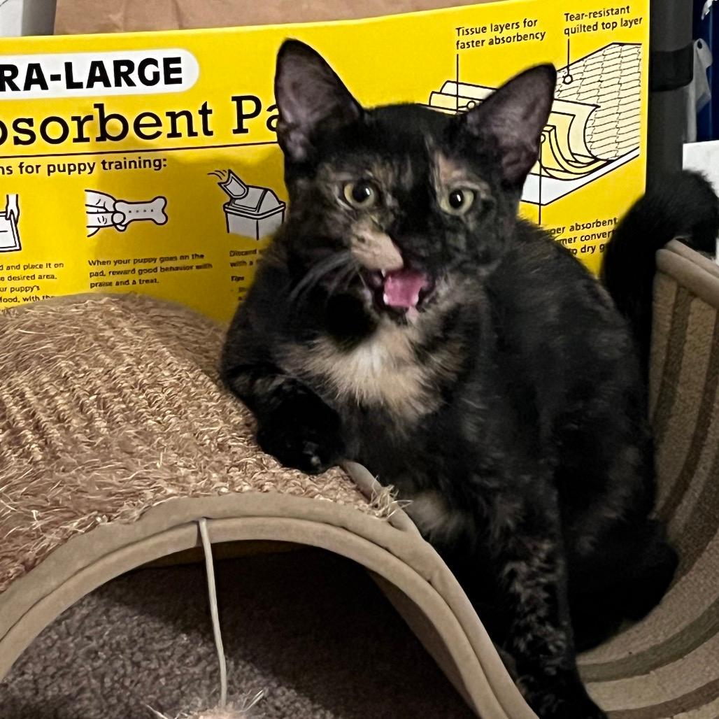 Kohaku (Home adoption)