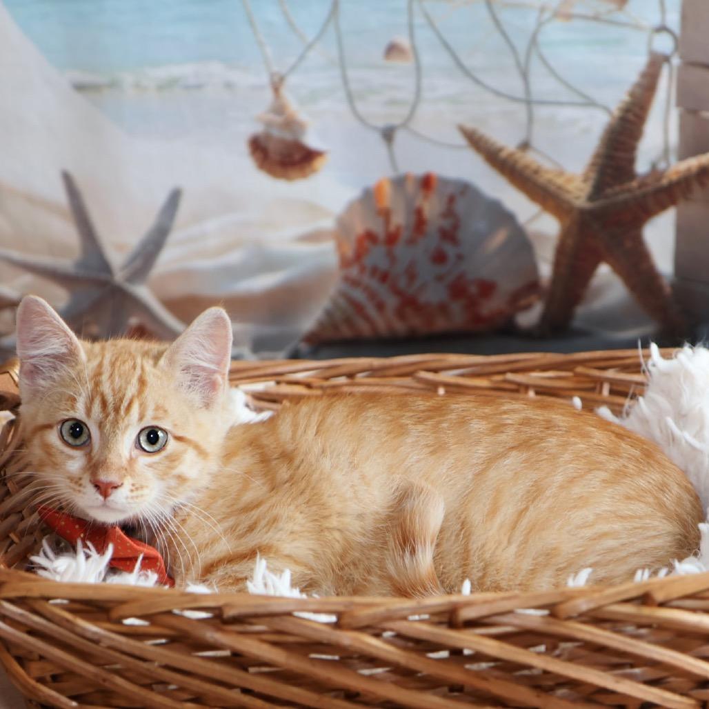 Simba