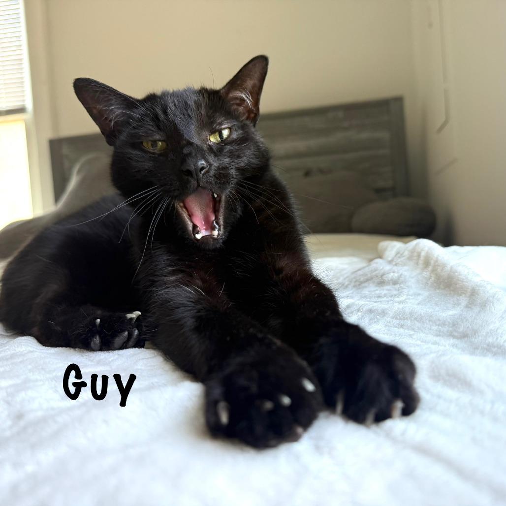 Guy