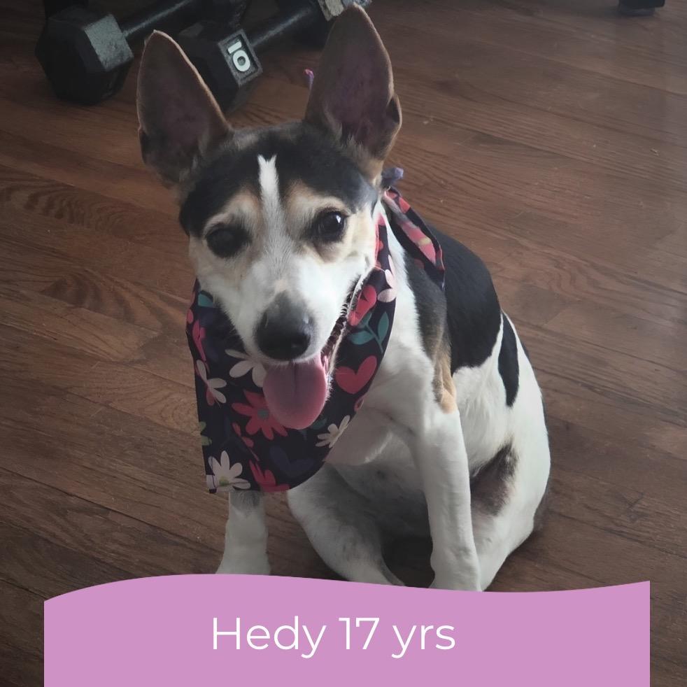 Hedy (Peanut)