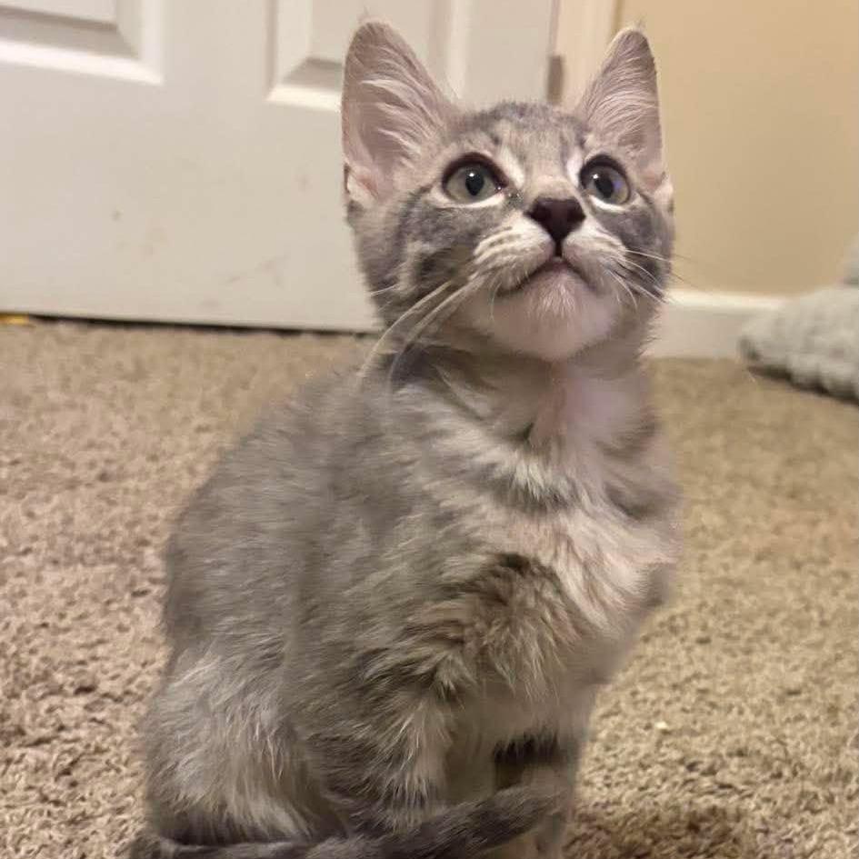 Lou