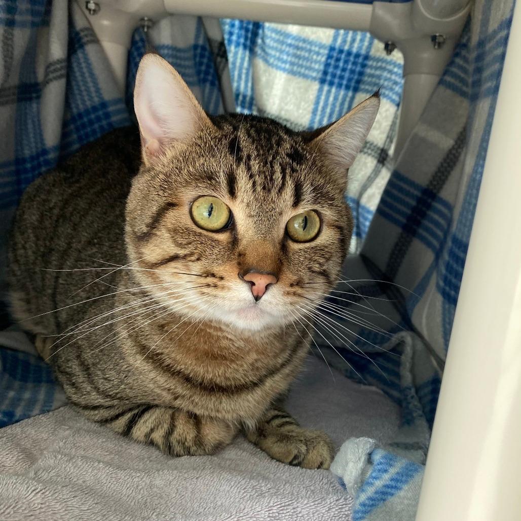 Stormy- In Foster