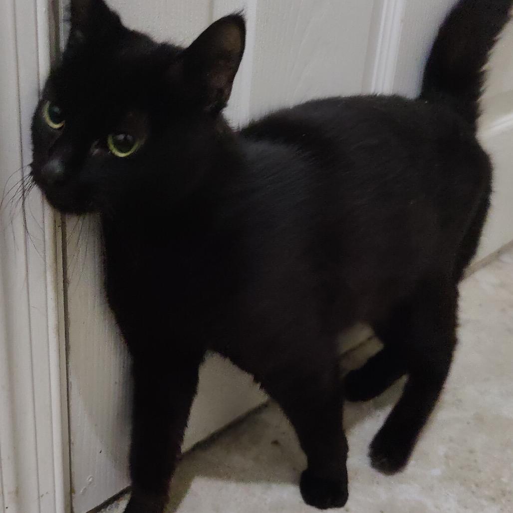Duchess 