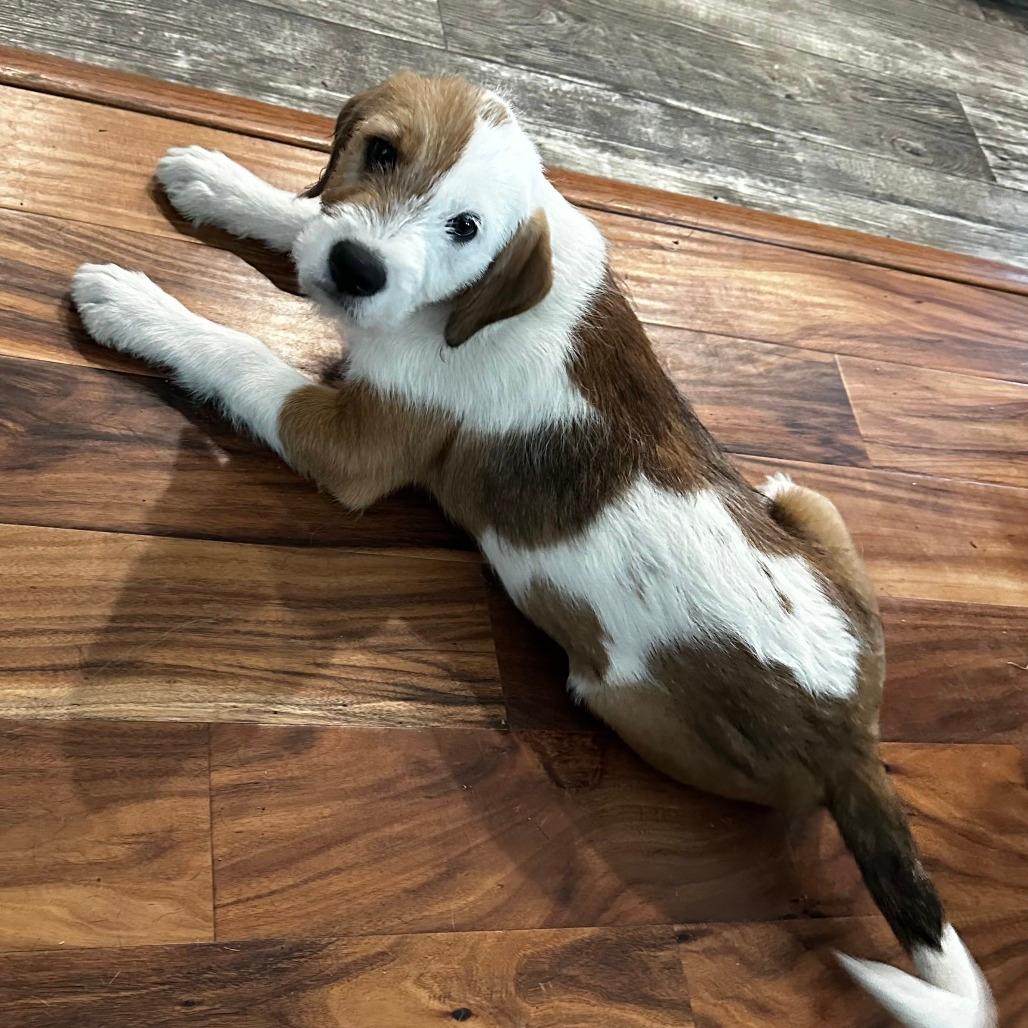 Charolais