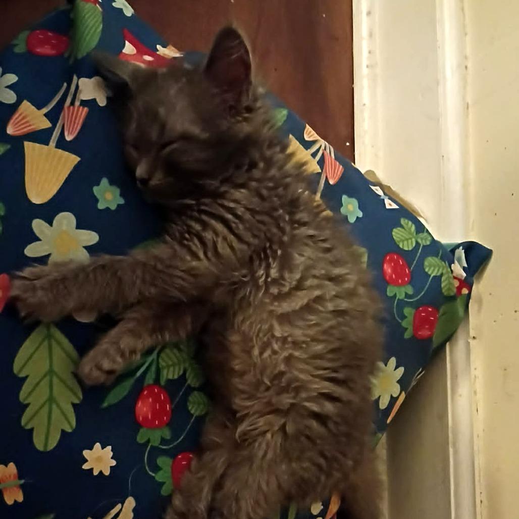 Elvis
