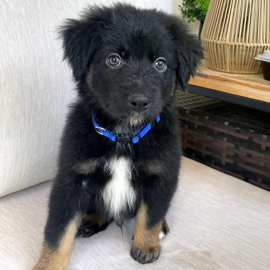 Astro