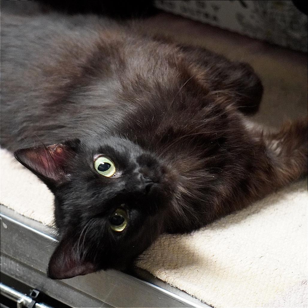 Lulu