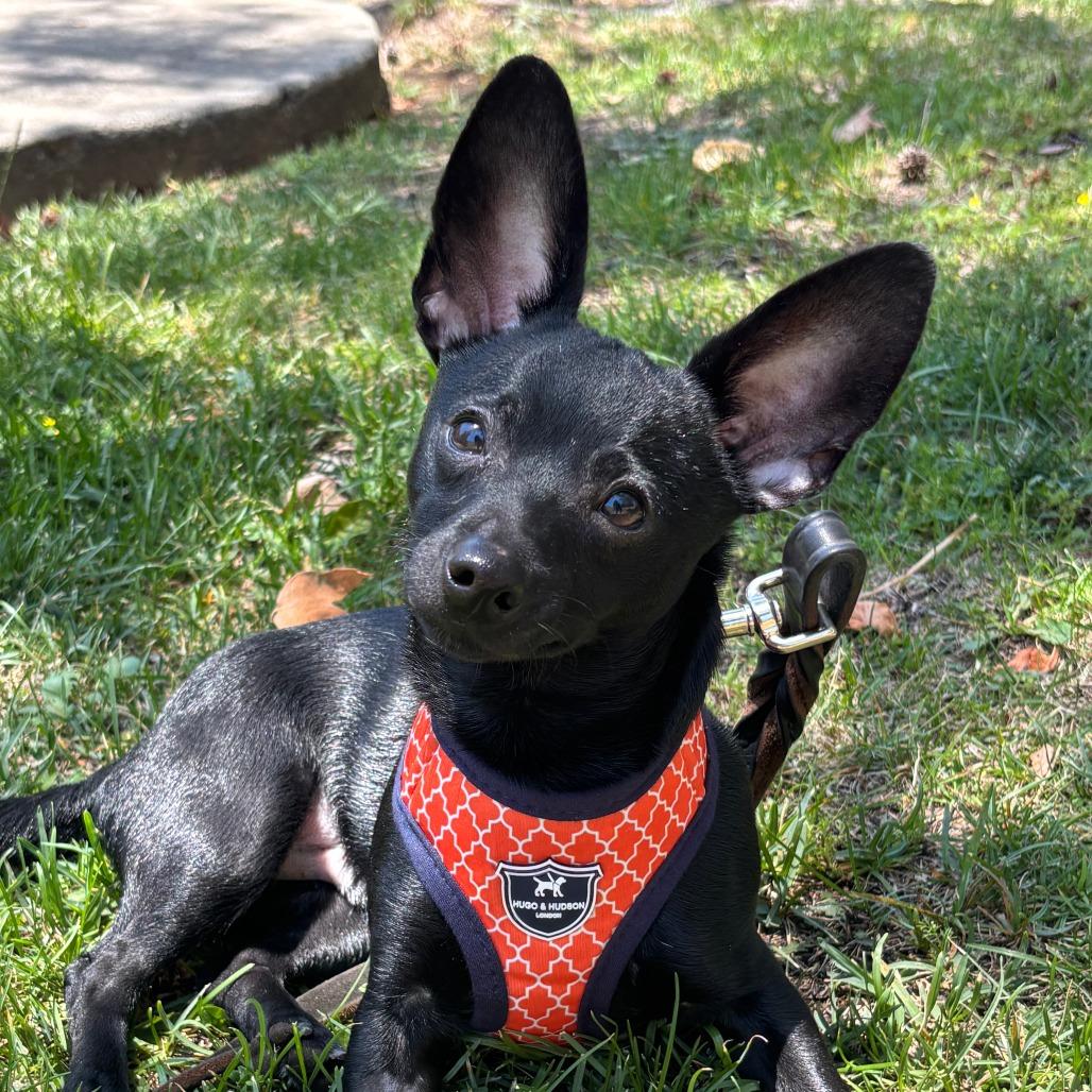 Pixel