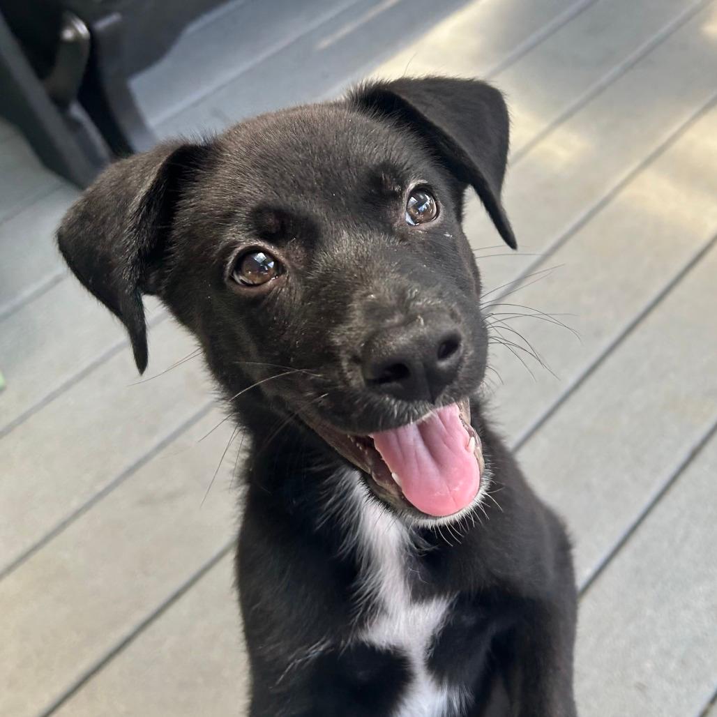 Arlo