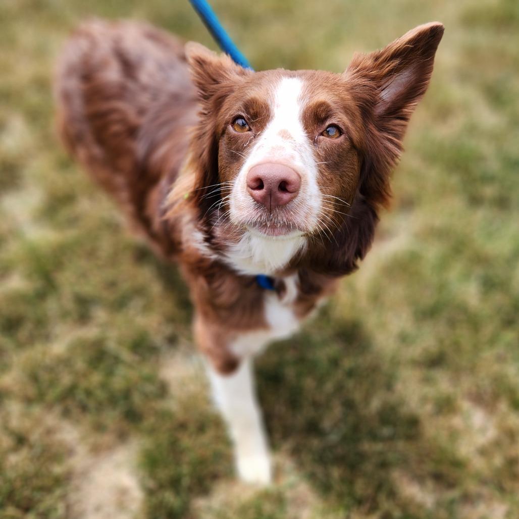 Mocha