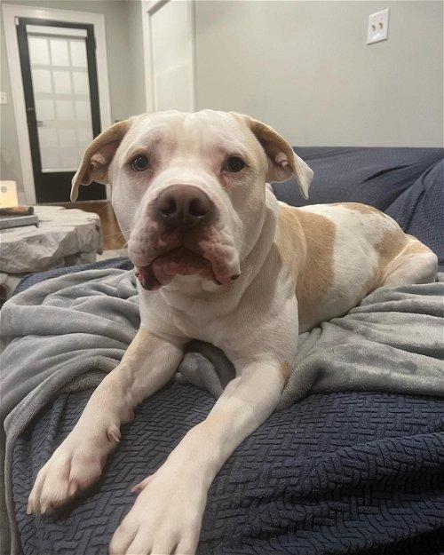 Adoptable Dogs & Puppies in Bowling Green, KY