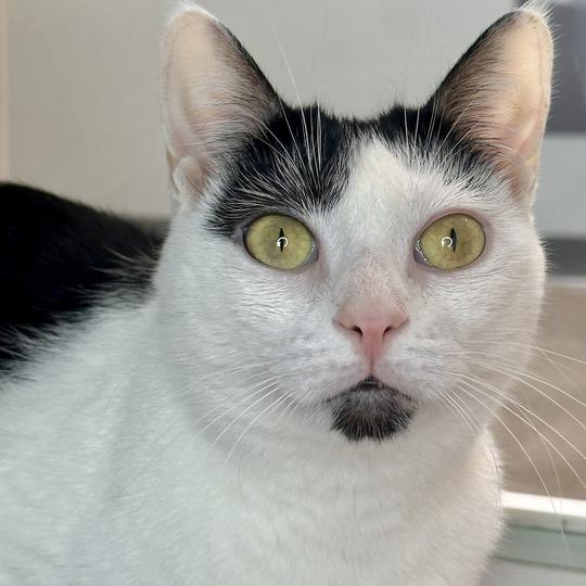 Loki