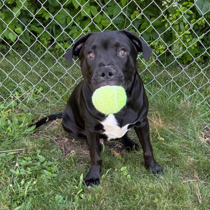 Rufus