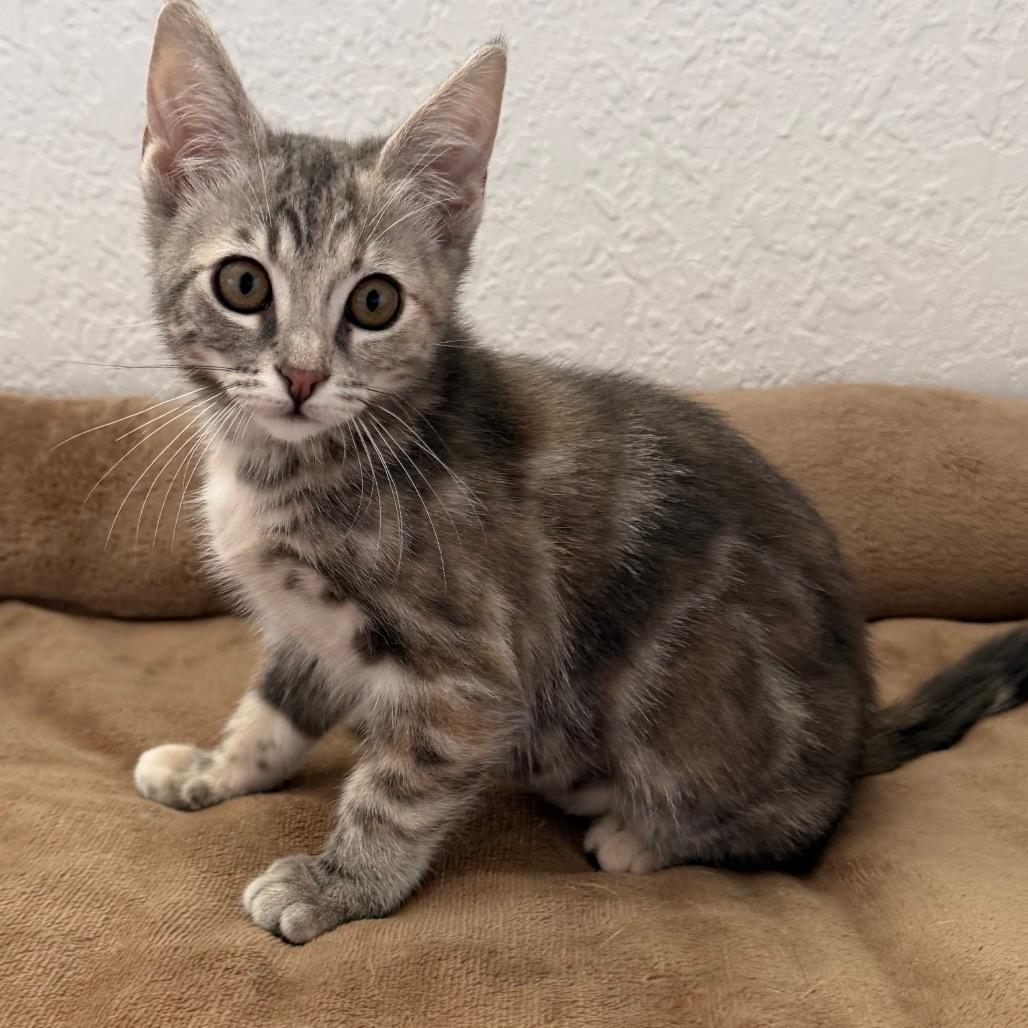 Hope (Home adoption)