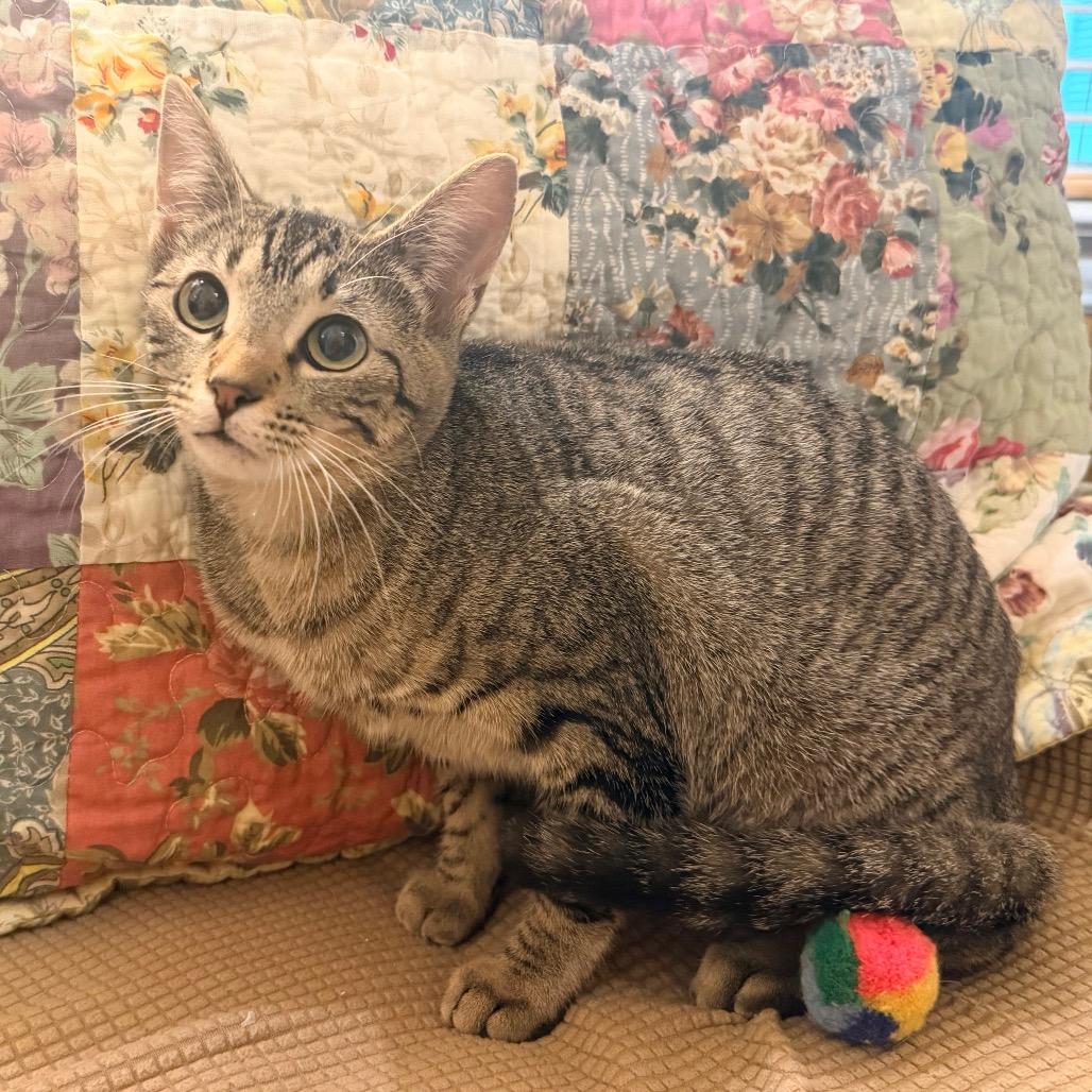 Maya