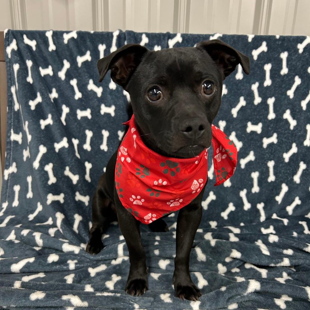 Otis