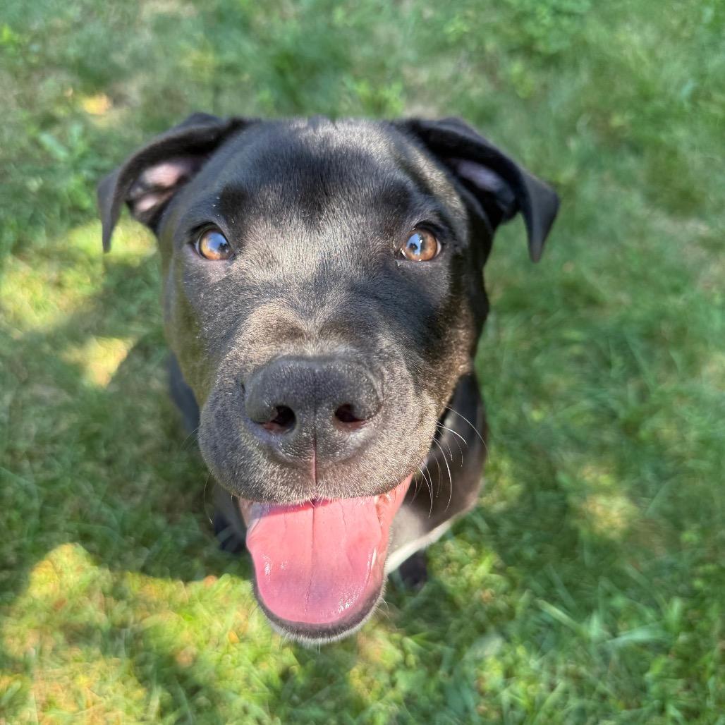 Rufus