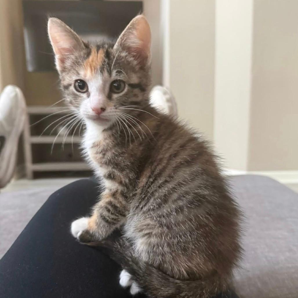 Rori