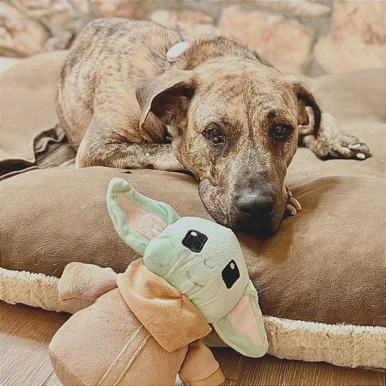 Leia