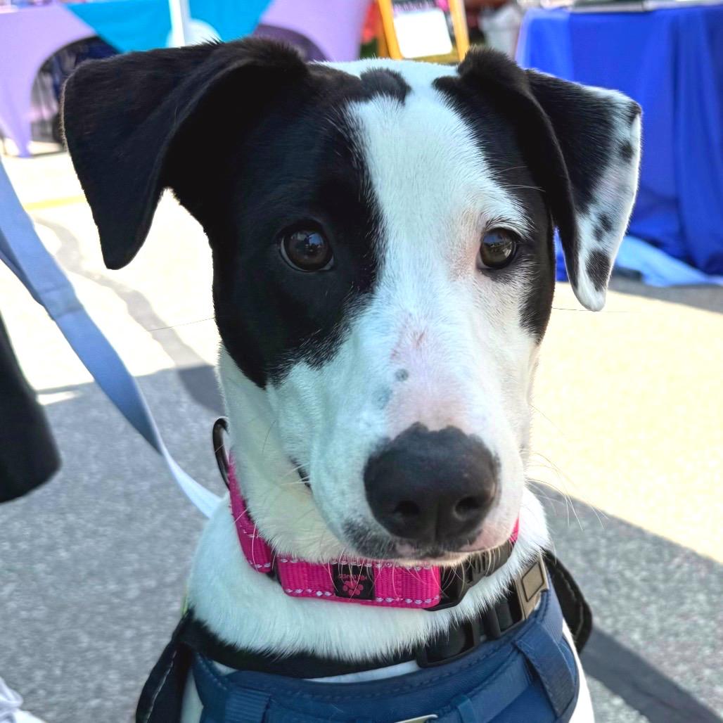Jade $475