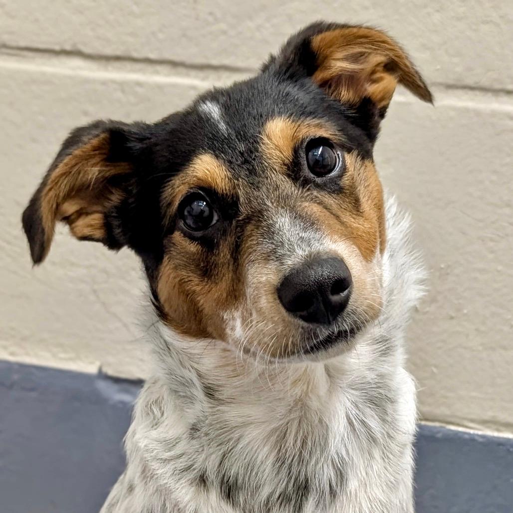 Cali (puppy) - ECAS