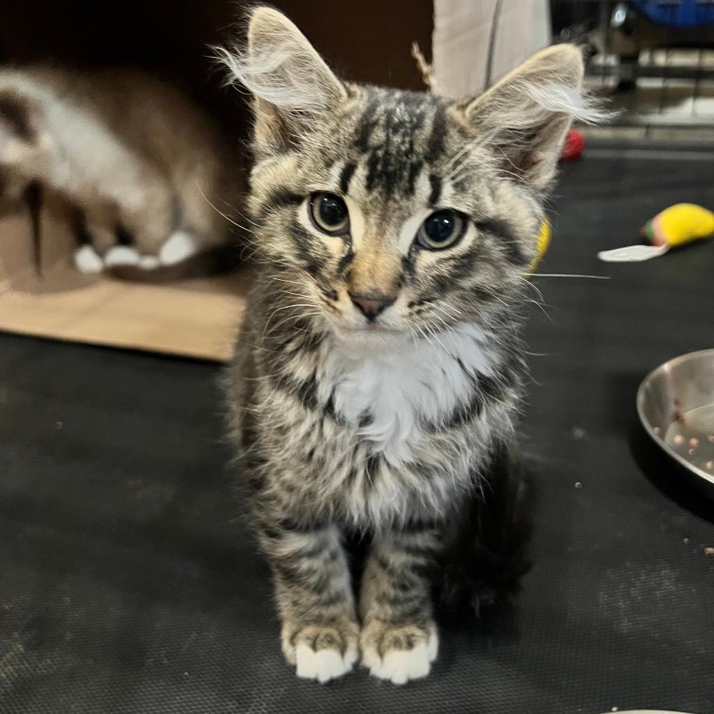 Radar Frankie