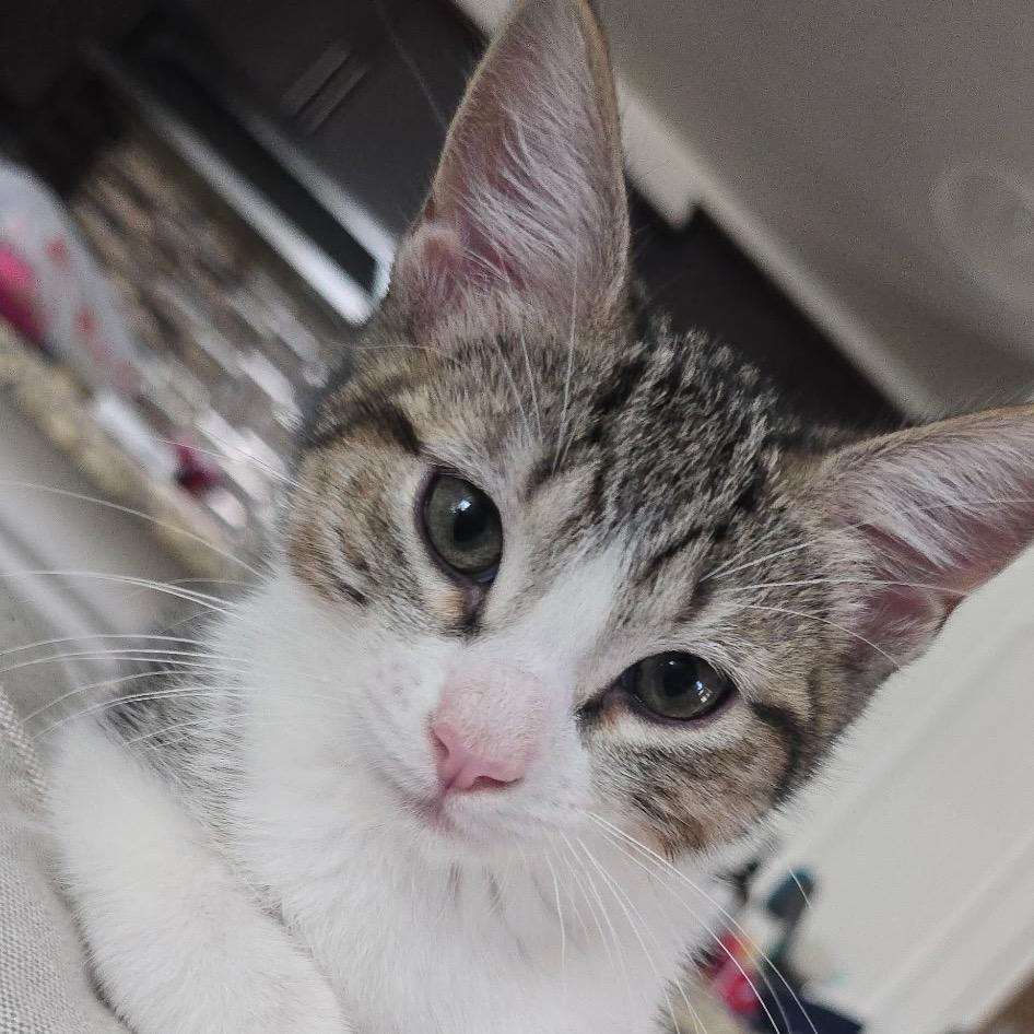 Gabe (cat café adoption)