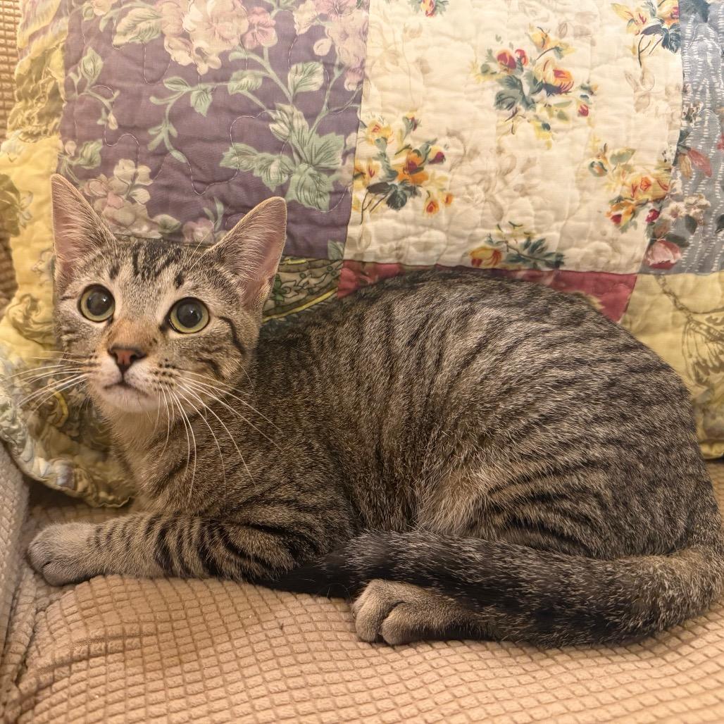 Maya