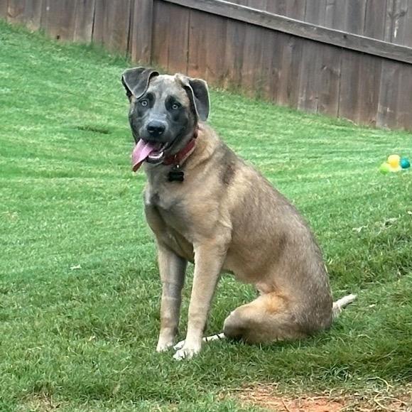 Dahlia (Tripod)