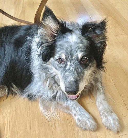 Adoptable Dogs & Puppies in Clifton, NJ