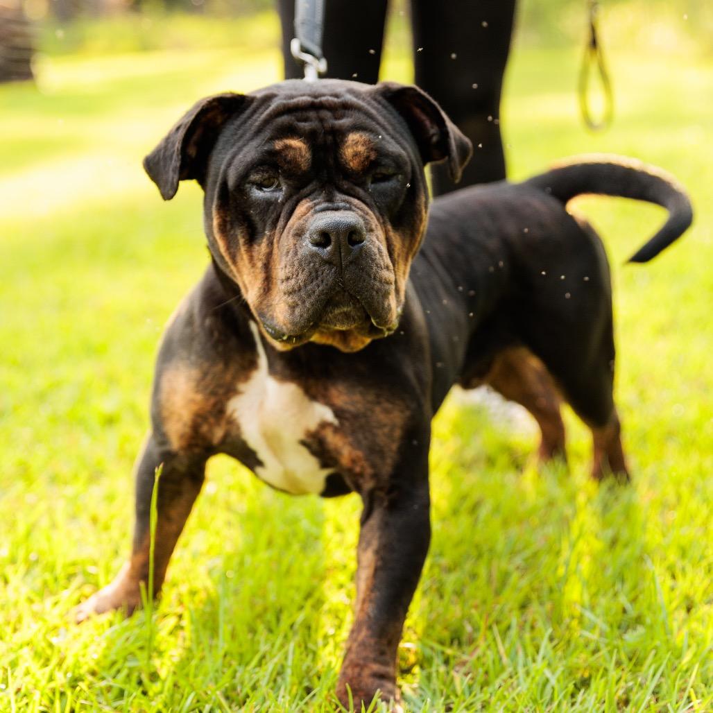 Winston 