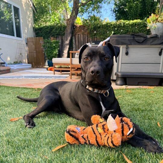 Jax
