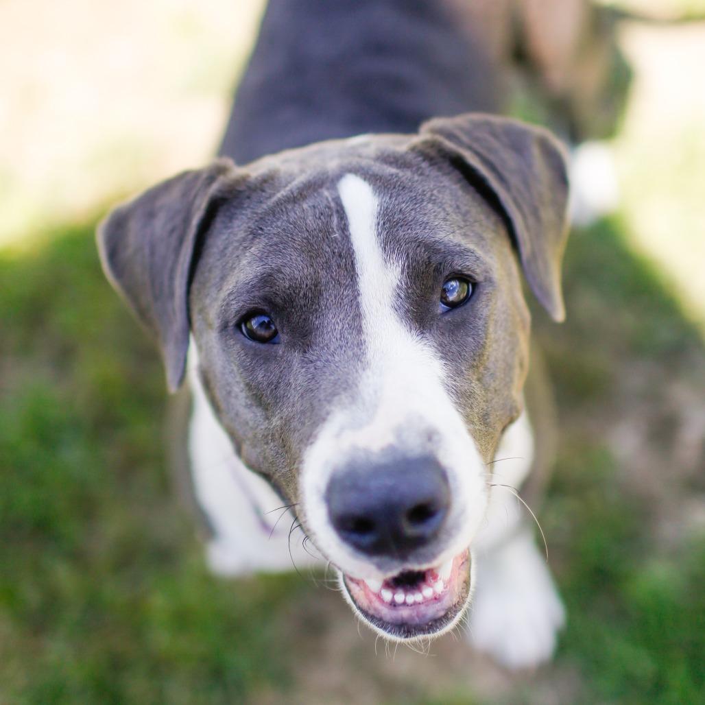 Peach *Foster to Adopt Me!