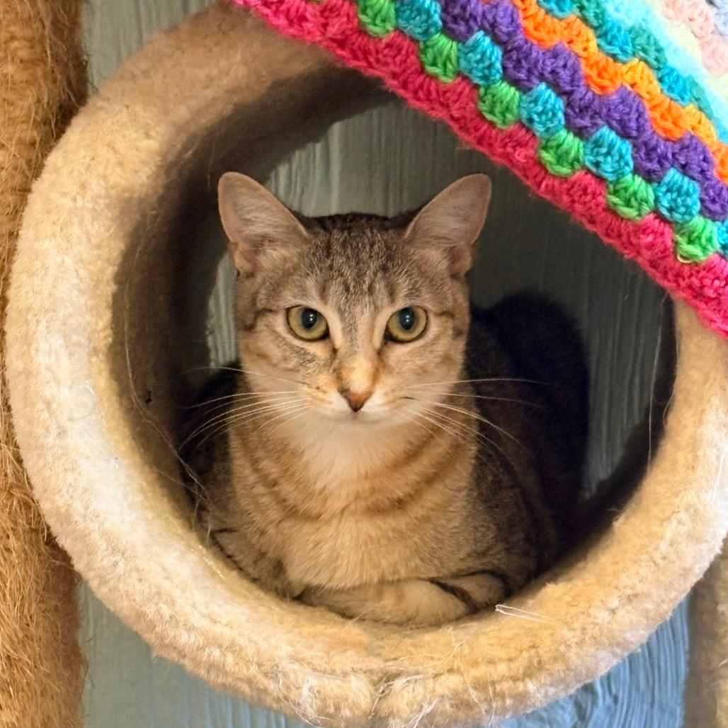 Tiki