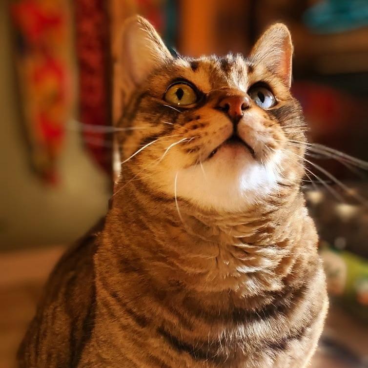 Tigger