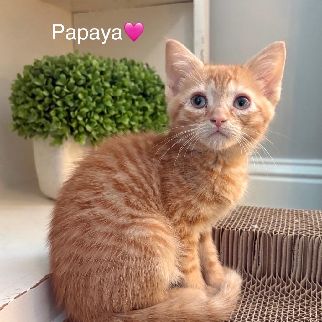 Papaya